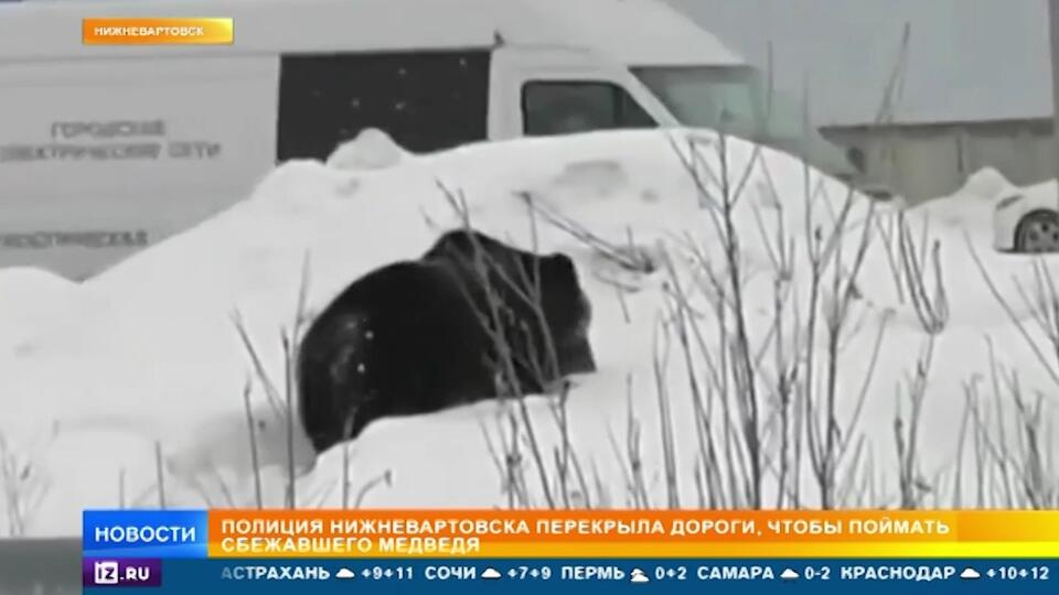 Медведь в Нижневартовске март 2021. Медведь в вагоне Нижневартовск. Заяц грозил медведю. Погода в нижневартовске в марте 2024 года