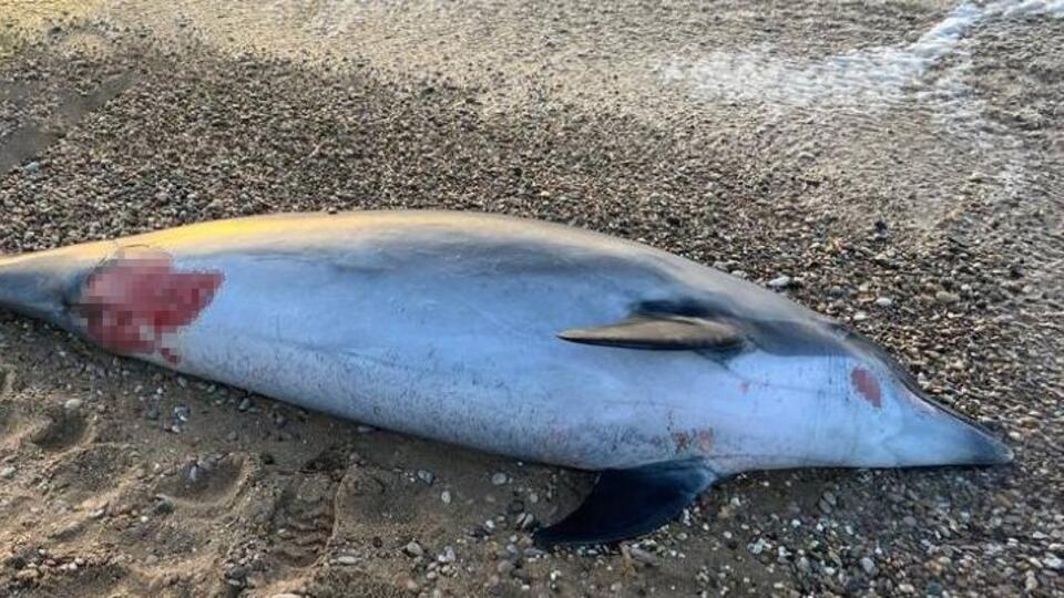 Мертвого дельфина нашли на берегу в Севастополе