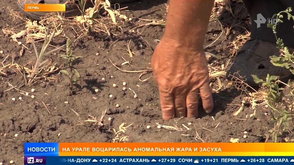 Аномальная жара и засуха на Урале грозит потерей урожая