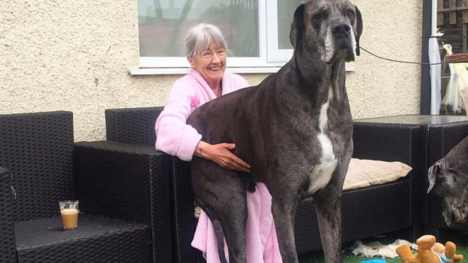 Умерла самая высокая собака в мире — 29.01.2021 — В мире на РЕН ТВ