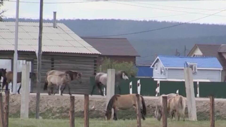 Табун опустошителей: Якутск страдает от нашествия голодных лошадей