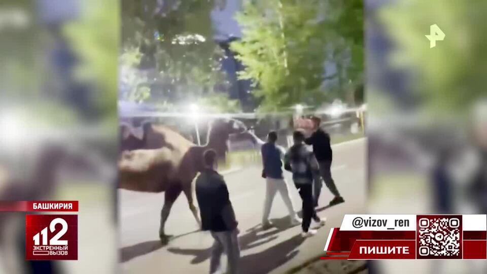 Подростки угнали верблюда из цирка в Уфе
