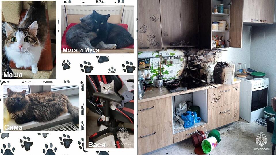 Голодные кошки включили плиту и устроили пожар в Уфе