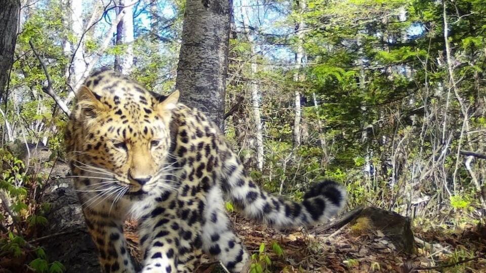 Дальневосточные леопарды устроили самое унылое свидание в Приморье