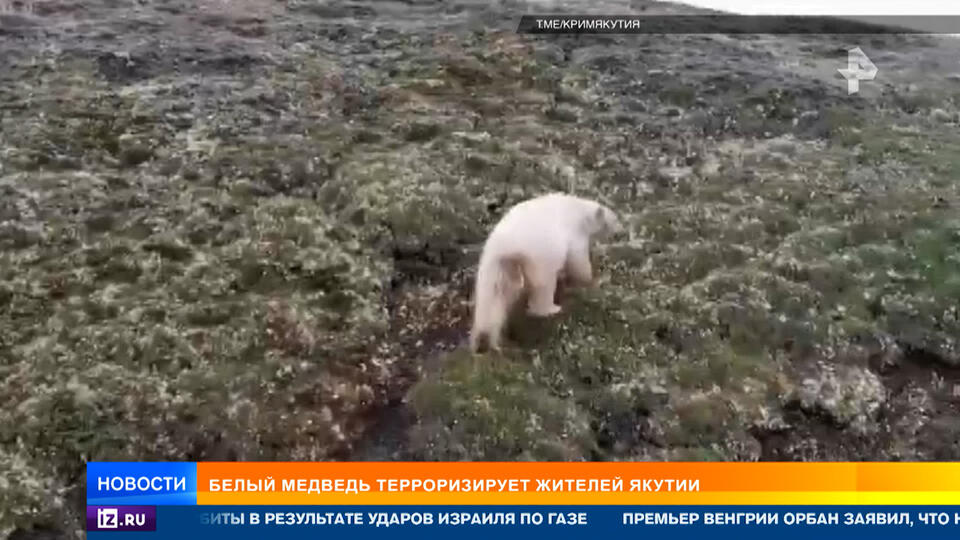 Белый медведь терроризирует жителей Якутии
