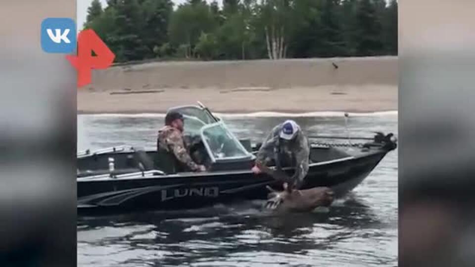 Видео: неравнодушные туристы вытащили утопающего лося из воды