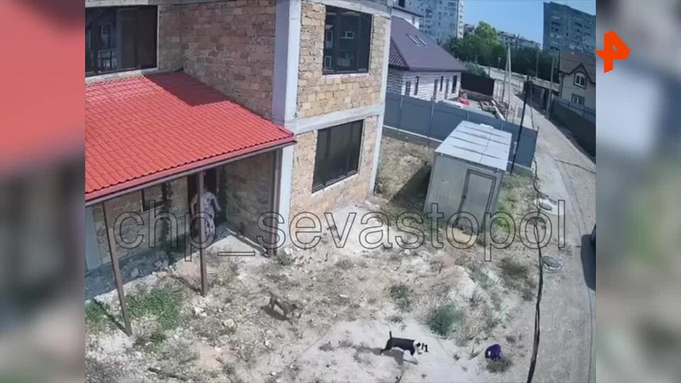 Две бойцовские собаки изгрызли жительницу Севастополя