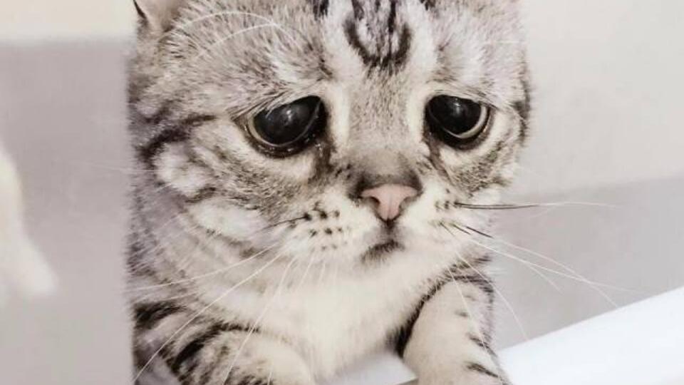 Самый грустный кот стал звездой Сети, обогнав по популярности самого  сердитого — 10.03.2018 — В мире на РЕН ТВ