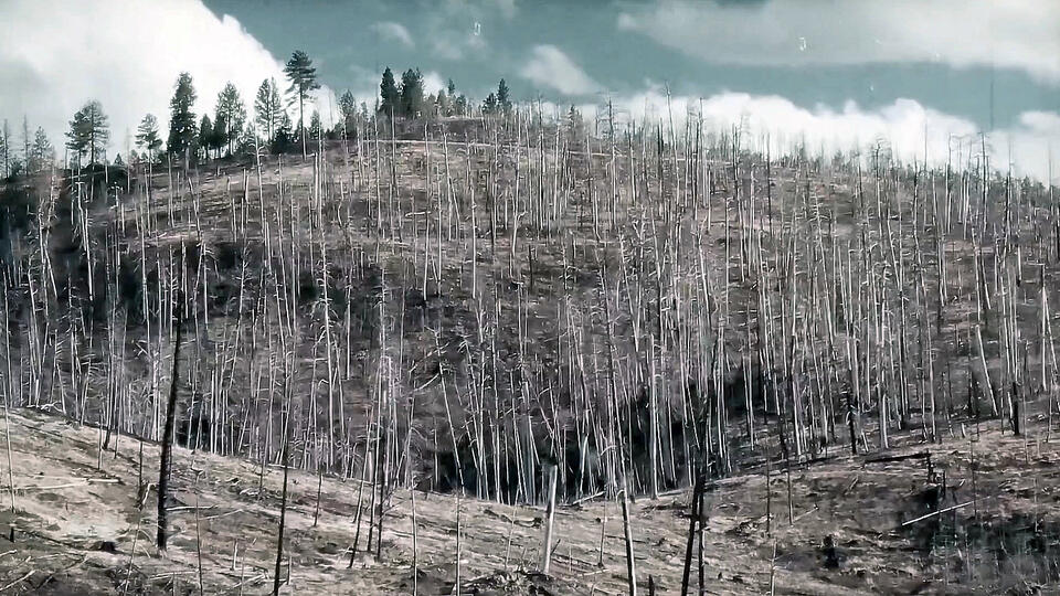 Для чего лес возле Нью-Йорка превратили в ядерный полигон. Фото: © Кадр из программы "Загадки человечества", РЕН ТВ