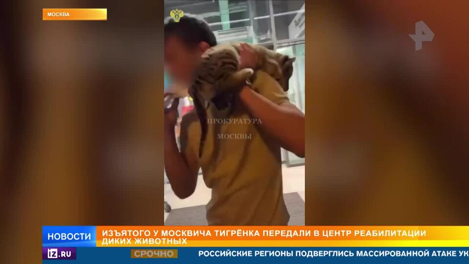 Маленького тигренка спасли в московских Раменках