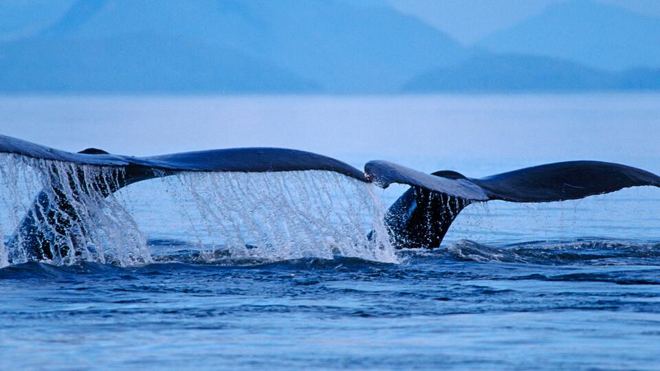 Подводные гиганты весом в 30 тонн очень игривы. Фото: © www.globallookpress.com/Thomas Sbampato/imagebroker.com