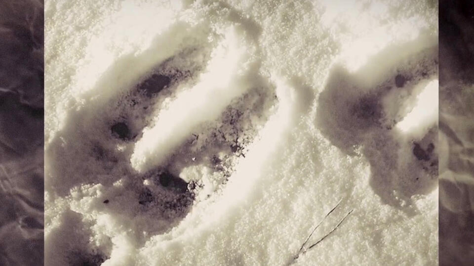 Глупая шутка или... мыши: загадка таинственных следов в Девоншире. Фото: © Кадр из программы "Загадки человечества", РЕН ТВ