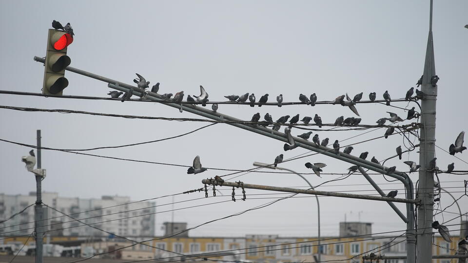 В каком случае сидящая на проводах птица погибнет. Фото: © ИЗВЕСТИЯ/Александр Казаков