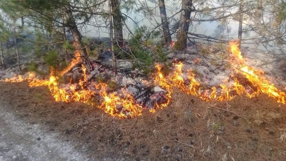 Пожар охватил около двух гектаров леса под Кисловодском