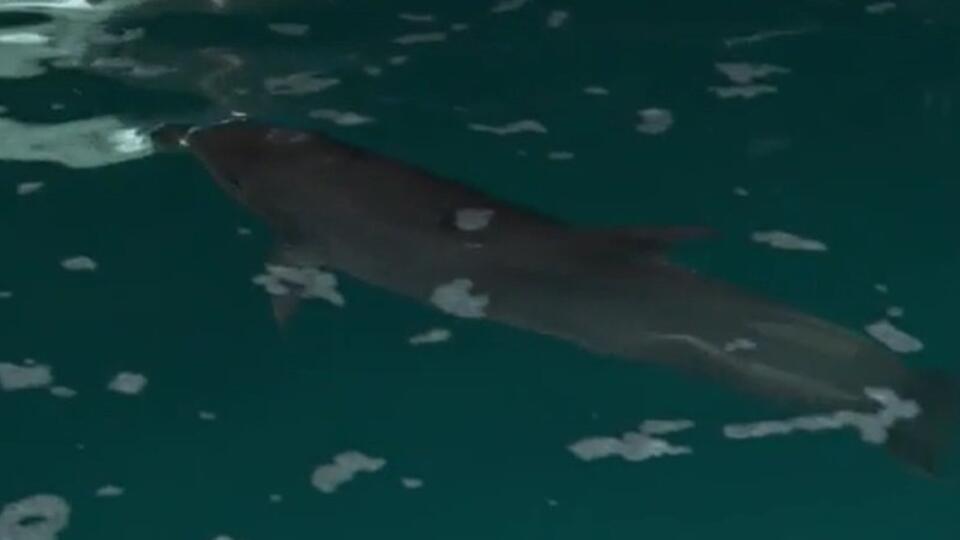 В Крыму спасли выбросившегося на берег дельфина 
