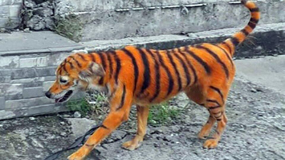 Зоозащитники возмущены окрашиванием пса в тигра