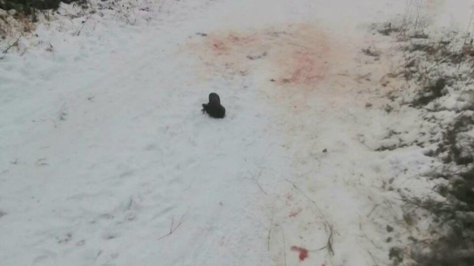 Стая бродячих собак насмерть загрызла пенсионера в Иркутской области