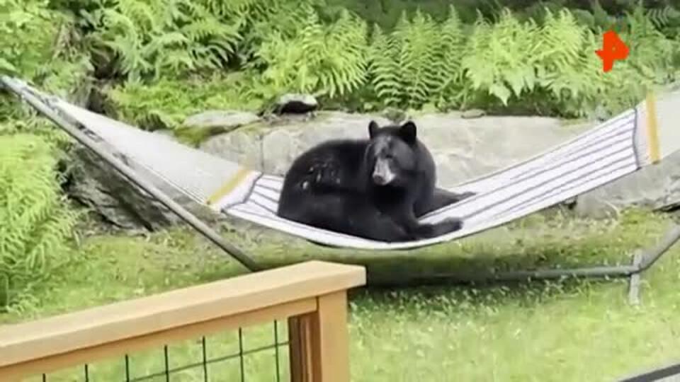 В США медведь отдыхал на гамаке во внутреннем дворе дома