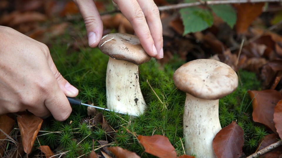 Какие грибы собирать на поляне