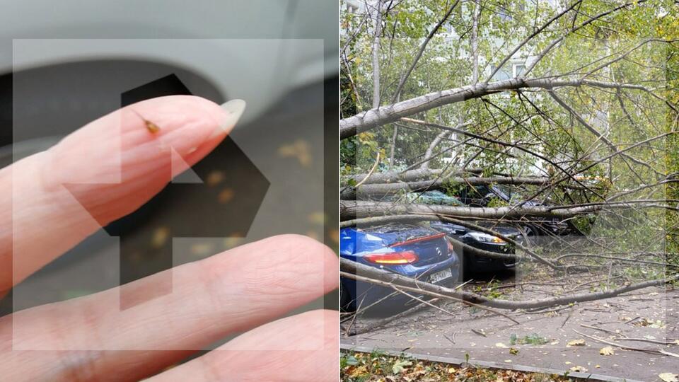 Девушка пострадала из-за упавшего во время шторма в Москве дерева