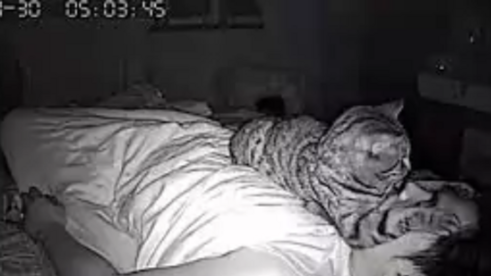 Кот сидит на спящем человеке. Кот ночное видение. Кот, наблюдает за спящим. Ночная кошка. Кошка приходит спать