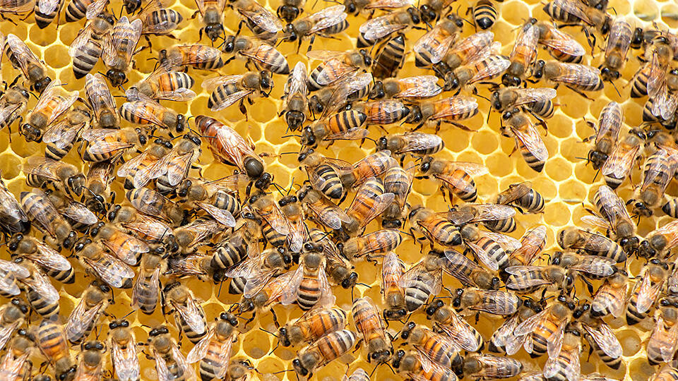В Нигерии нашли следы пчеловодства 3500-летней давности