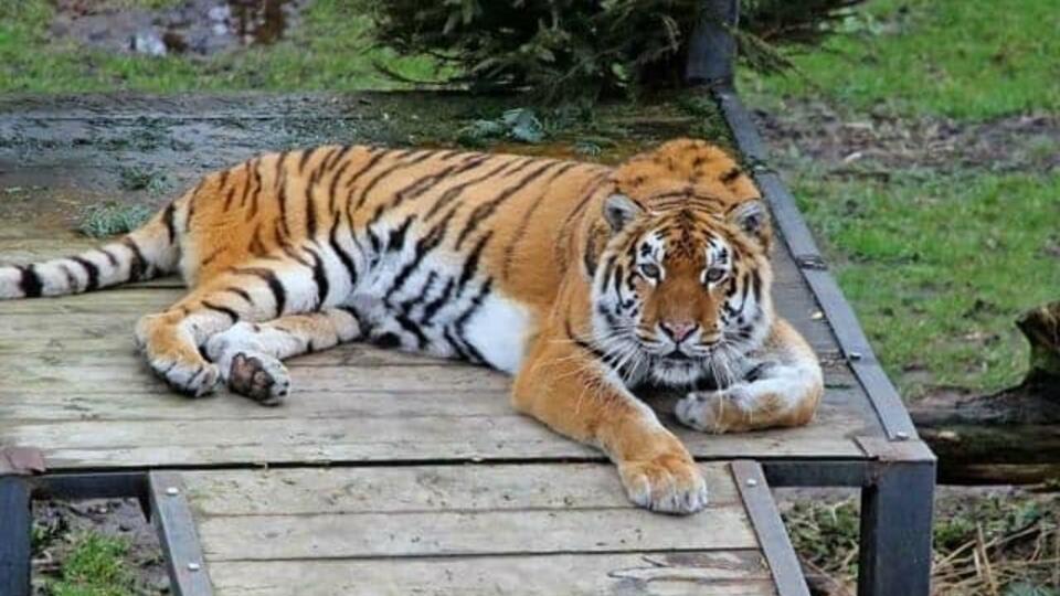 Стали известны подробности нападения тигра на человека под Хабаровском