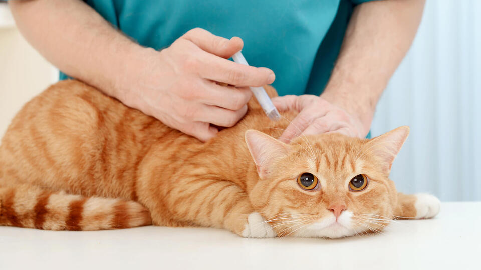 Ученые США, Нидерландов и Британии создали вакцину от COVID для кошек