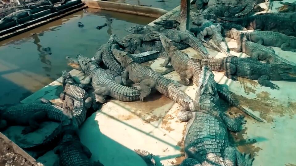 Кровная вражда людей и крокодилов в разных странах мира. Фото: © Кадр из программы "Невероятно интересные истории", РЕН ТВ