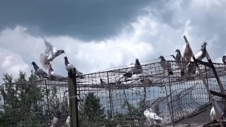 Почему голуби способны доставлять письма. Фото: © Скриншот видео