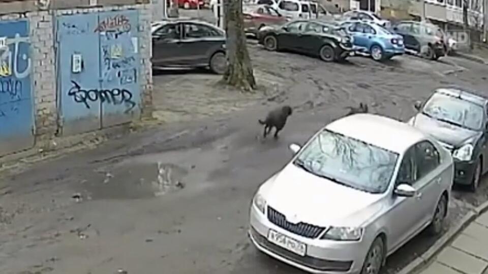 Спас сосед: как произошло нападение собак на мальчика. Фото: © Скриншот видео