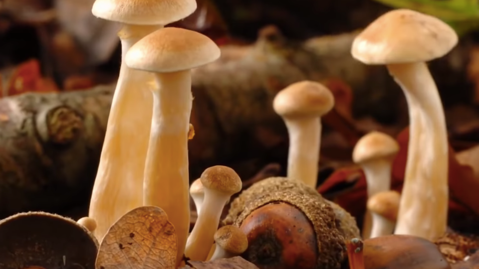 Грибы-супергиганты: где найти настоящих монстров грибного царства