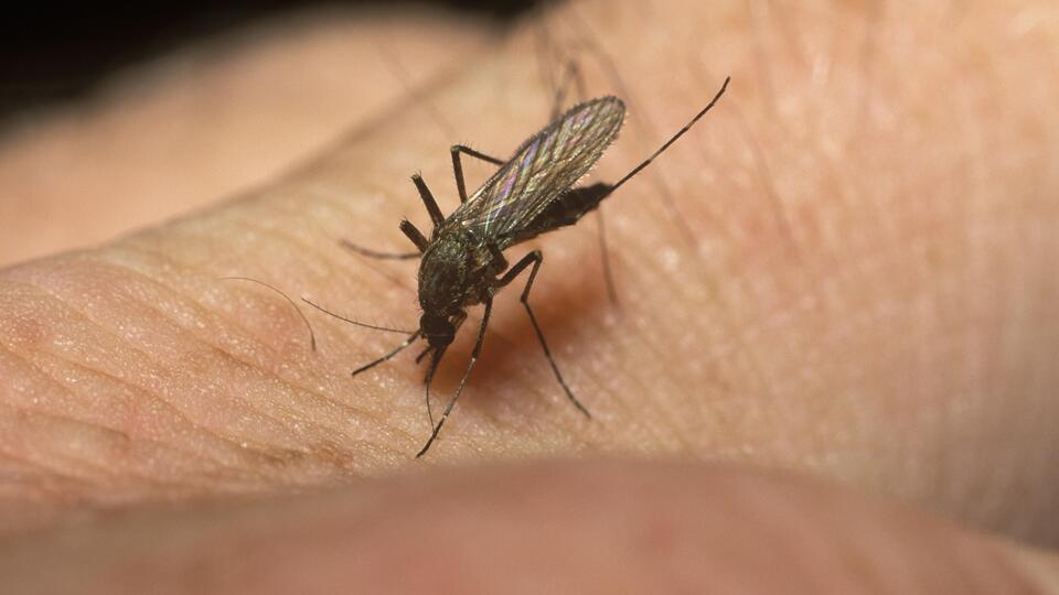 Попова заявила об обнаружении 47 новых вирусов в комарах в России