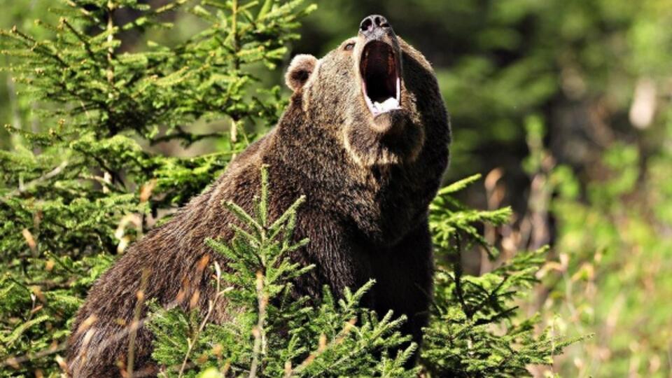 Под Новосибирском охотники начали поиск испугавшего жителей медведя