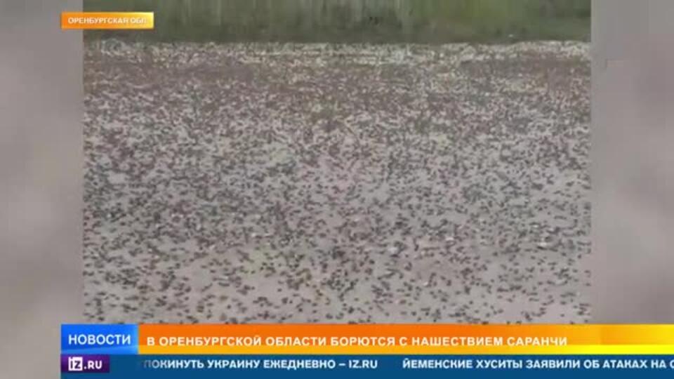 Жители Оренбуржья столкнулись с нашествием саранчи
