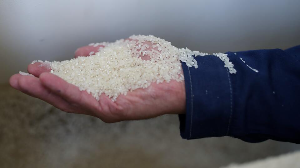 Минсельхоз предлагает ввести до конца года временный запрет на вывоз риса из РФ
