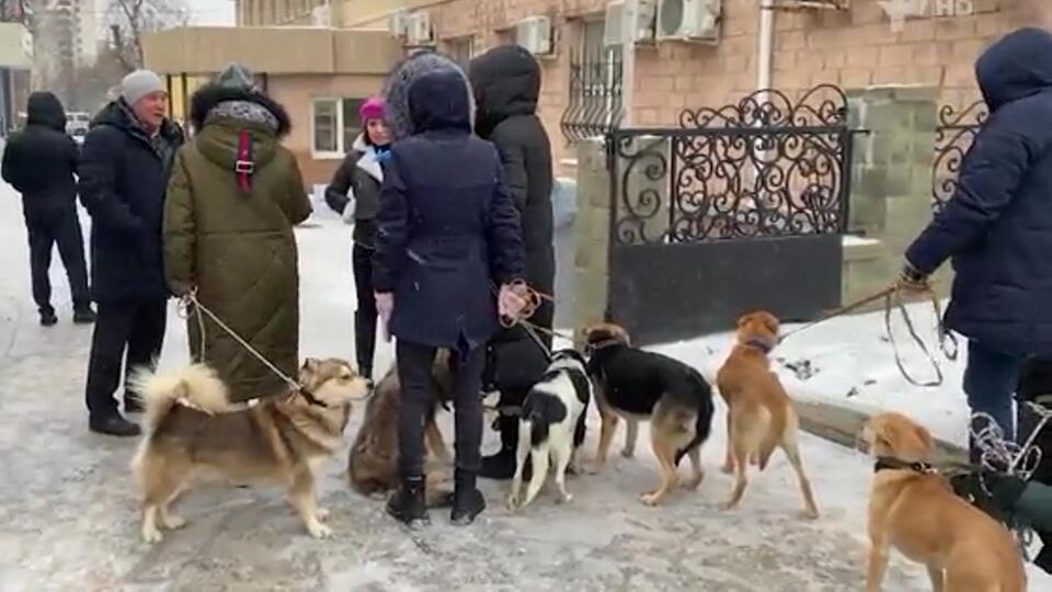 Нечем кормить: тысячи собак могут быть выдворены на улицы из приютов