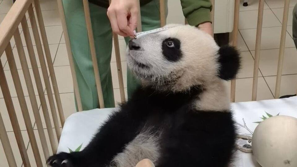 Директор Московского зоопарка Акулова: панда Катюша весит уже 22 кг