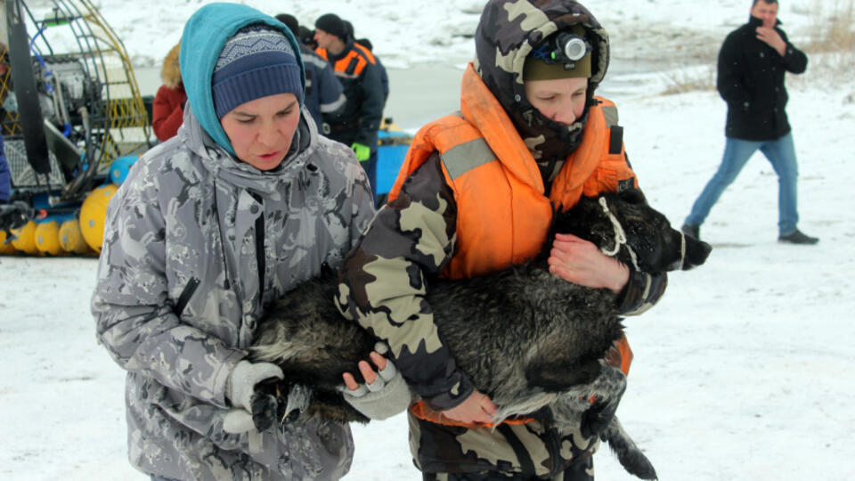 В Томске спасатели помогли заблокированным на острове голодным собакам