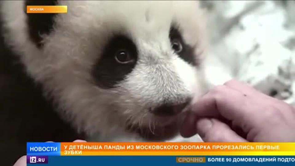 У детеныша панды из Московского зоопарка прорезались первые зубки