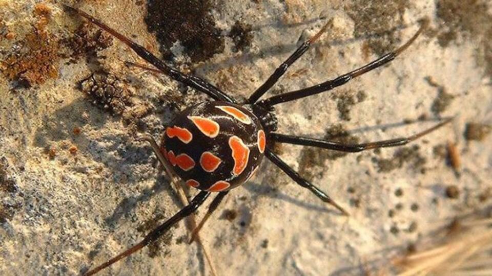 Ростовскую область заполонили смертельно опасные пауки