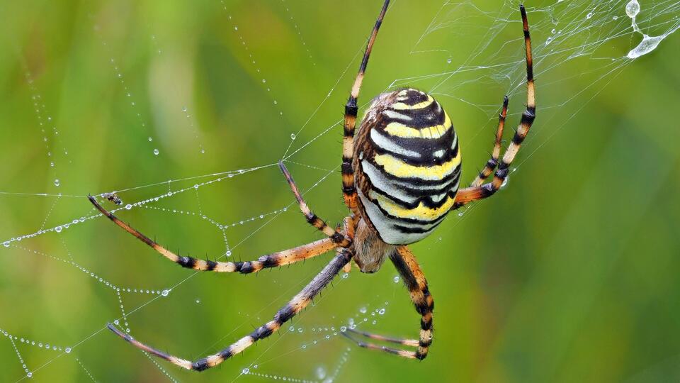 Ядовитые пауки-осы заполонили Подмосковье: насколько они опасны