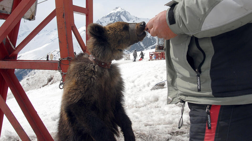 Человеческие дома стали для медведей источником пищи. Фото: © www.globallookpress.com/Viktor Pogontsev/Russian Look