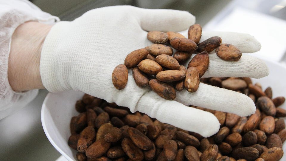 Стоимость шоколада увеличится на треть из-за роста цен на какао-бобы