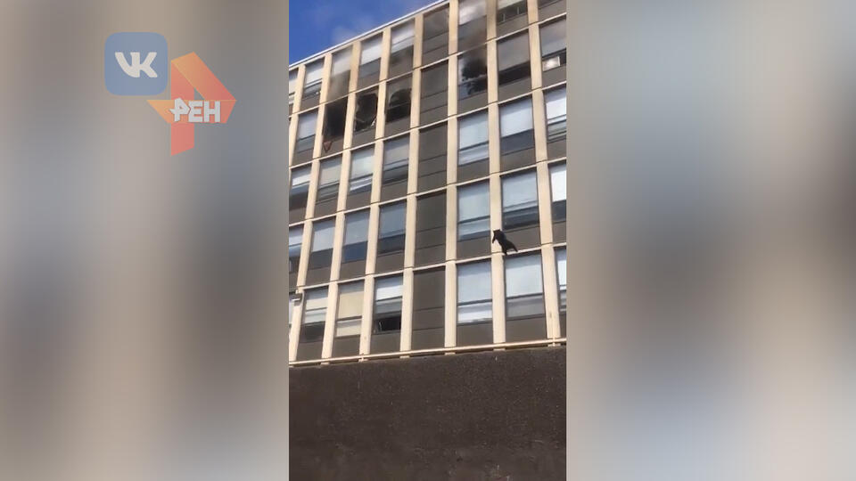 Выпавшую с пятого этажа горящего дома кошку сняли на видео