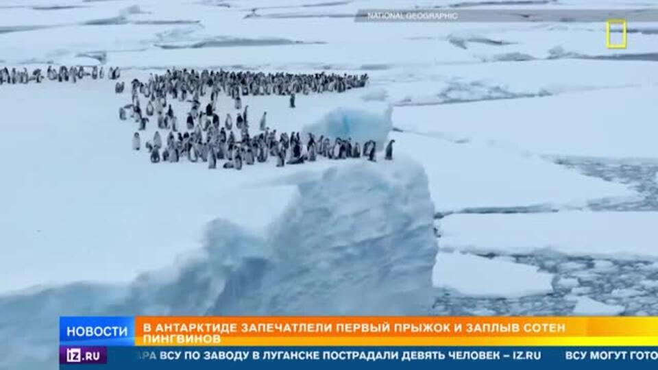 Первый заплыв сотни пингвинов в Антарктиде сняли на видео