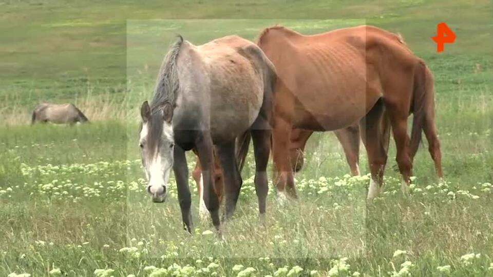 Жители Ставрополья: задыхались из-за запаха от разлагающихся тел лошадей