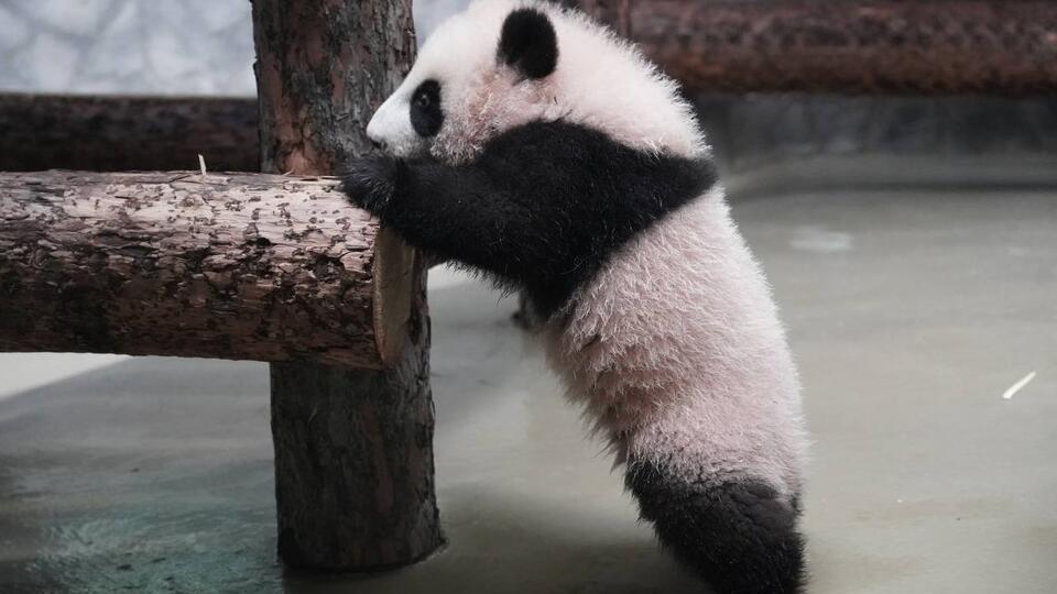 В Московском зоопарке рассказали о новом этапе развития панды Катюши
