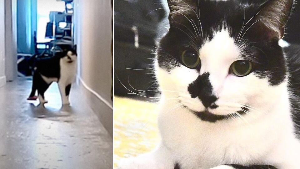 Хозяин установил дома камеру и узнал, чем без него занимается кот