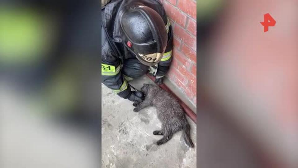 Видео спасения кота при пожаре в Балашихе